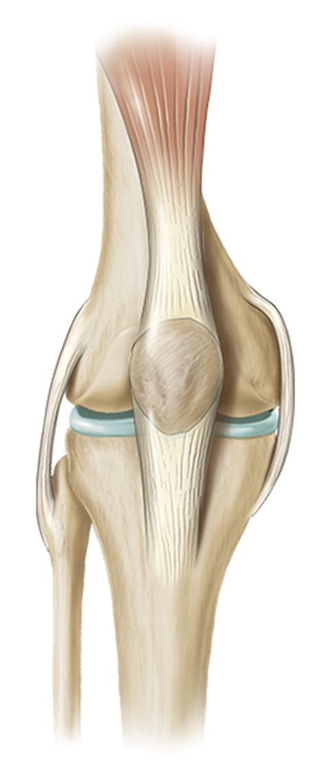 Knee diagram tendons, download this wallpaper for free in hd resolution. Understanding Knee Pain - ExactechGPS