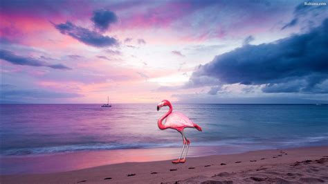 Flamingo Wallpapers 51 Background Pictures