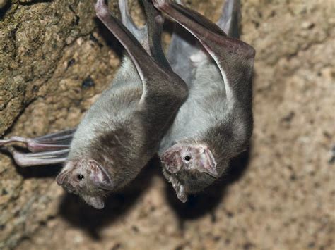 Vampire Bats Arent The Monsters We Thought They Were