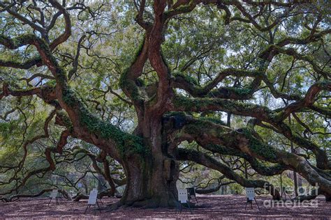 Spanish Moss Draped Limbs Photograph By Dale Powell Pixels