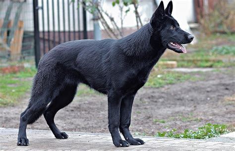 Black German Shepherd Complete Breed Guide 2023