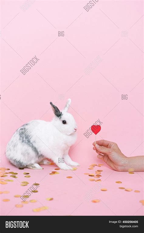 Cute White Rabbit Pink Image And Photo Free Trial Bigstock