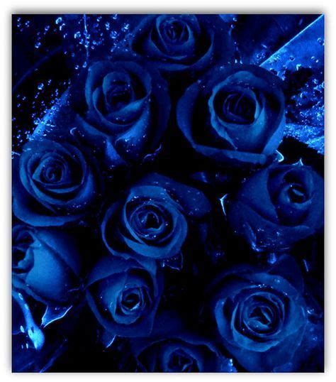 Blue Rose Roses Pinterest Blue Roses Rose And Flowers