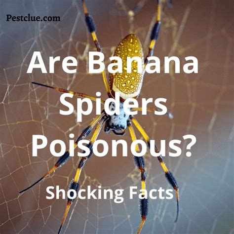 Are Banana Spiders Poisonous Banana Spider Behavior Spider Bites