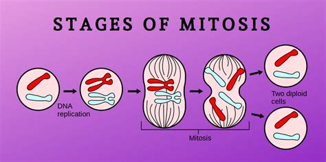 Mitosis is how cells divide! The Stages Of Mitosis | Science Trends