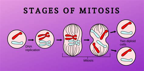 Maybe you would like to learn more about one of these? The Stages Of Mitosis | Science Trends