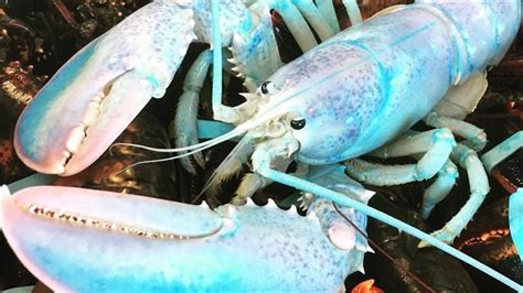Ultra Rare Lobster Looks Like Blue Cotton Candy