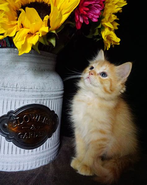 Orange Tabby Ragdoll Kitten 2 Ragdoll Kittens For Sale
