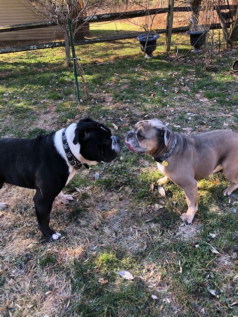 We have been doing this a long time and we take our responsibility of finding forever. American Bulldog Rescue - 501C3 Not-for-Profit Dog Rescue ...