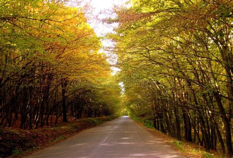 A Paved Straight Road Going Through A Densely Forested Area With Autumn
