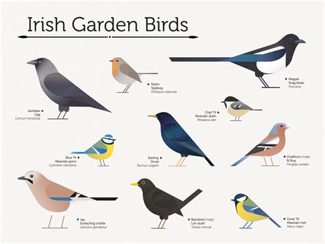 Common Garden Birds Ireland Fasci Garden