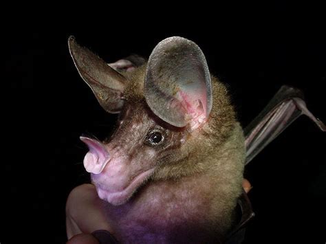Bat As A Nocturnal Mammal The Bat Needs To Be Able Bat Mammal Bat
