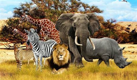 Fauna Afryki Zwierzęta Afryki Dinoanimalspl Part 2