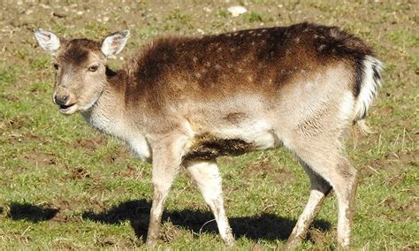 Fallow Deer Lake District Wildlife Park