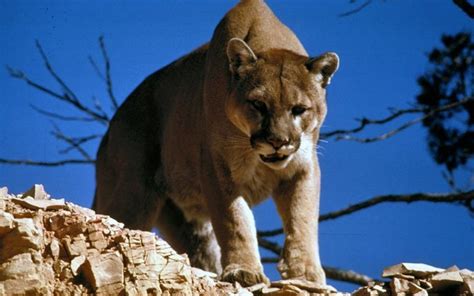 What Do Cougars Eat What Do Animals Eat Ecology Center