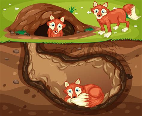 Fox Hole Illustrations Royalty Free Vector Graphics And Clip Art Istock