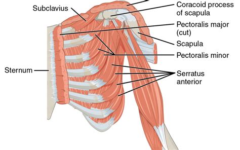 Anterior surface of sternum, superior six costal cartilages, and aponeurosis of external oblique muscle insertion: Tips & Ideas On Physical Therapy For A Pectoralis Major Tear