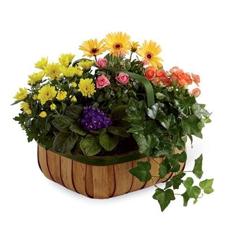 When you need a fast flower or gift delivery, simply visit the same day section for a list of options. Gentle Solace Plant Basket at Send Flowers