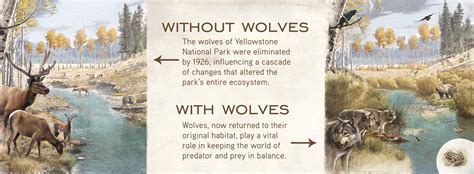 Wolves And Ecosystems Living With Wolves