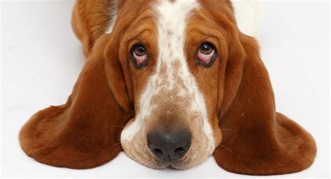 Basset Hound The Original With The Sad Eyes Dogs