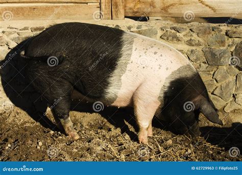 Pig Sus Domesticus Stock Image Image Of Dirt Cute Farmyard 62729963