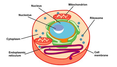 Plant Cell Diagram And Label Its Parts Images Life Image Blog