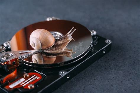 258 Snail Computer Stock Photos Free And Royalty Free Stock Photos From