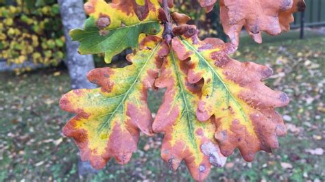 English Oak Leaves Showing Autumn Colours November 2018 Youtube