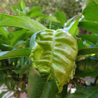 Winter wash for fruit trees. Winter washing fruit trees | Sustainable Gardening Australia