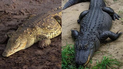 Crocodiles Vs Alligators Youtube