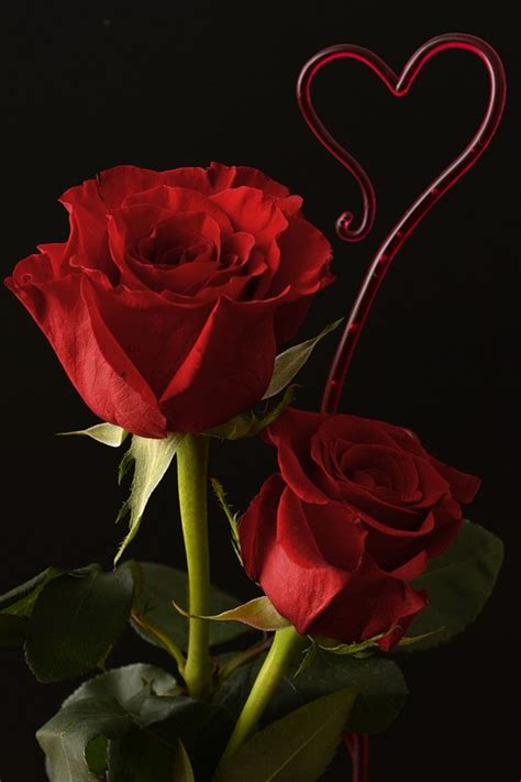Rosas Coração Amor Foto gratuita no Pixabay