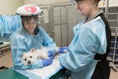 The hardest part of scnt is removing maternal dna from an oocyte at metaphase ii. Treatment Options - Flint Animal Cancer Center