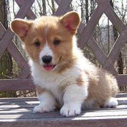 This means that their mother is twelve lbs. Pembroke Welsh Corgi Puppies For Sale | Miami, FL #216524