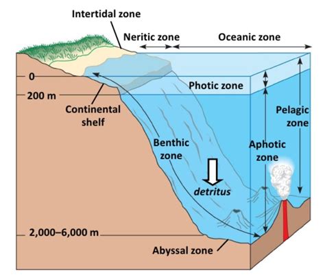 What Are The Major Characteristics Of The Abyssal Zone Socratic