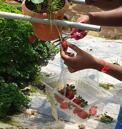 We did not find results for: Big Red Strawberry Farm (Brinchang) - 2019 All You Need to ...