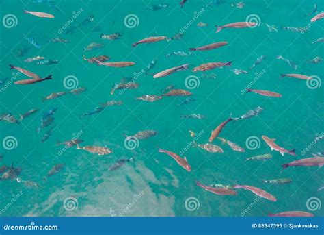 Fish Swimming In Turquoise Ocean Water Stock Image Image Of Marine