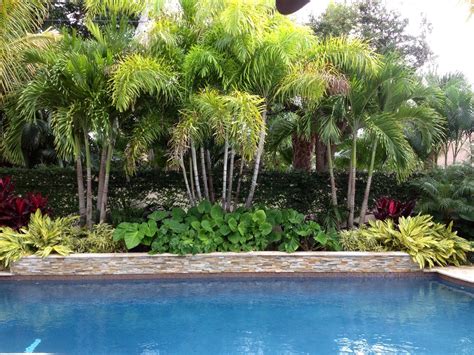 Pool Landscaping With Palm Trees Shelby Grayson
