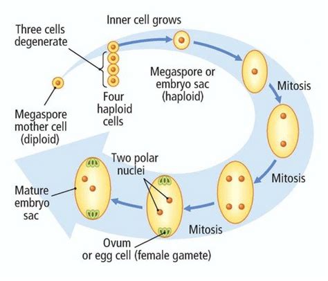 Embryo development in dicotyledons plants. Sexual Reproduction in Flowering Plants | eMedicalPrep