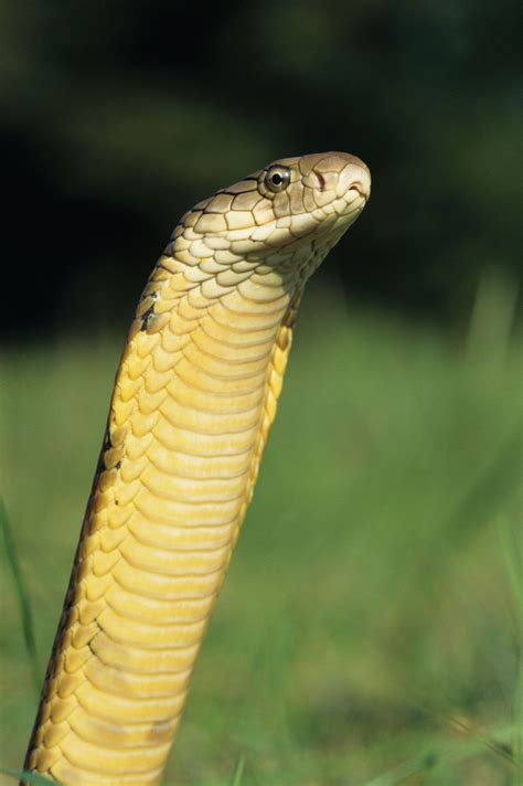 Cobra Venomous Snake Species And Characteristics Britannica