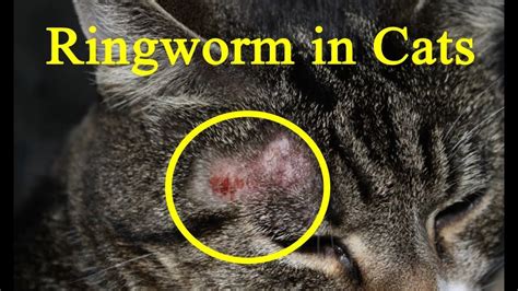 What Does Ringworm Look Like On A Cat What Does
