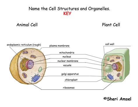 Label the Plant and Animal Cells -- Exploring Nature ...