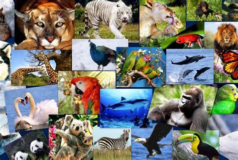 Un Millón De Especies Están En Peligro De Extinción Página 66