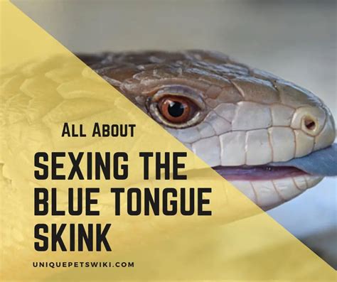 Sexing A Blue Tongue Skink How To Tell If Your Blue Tongue Skink Is