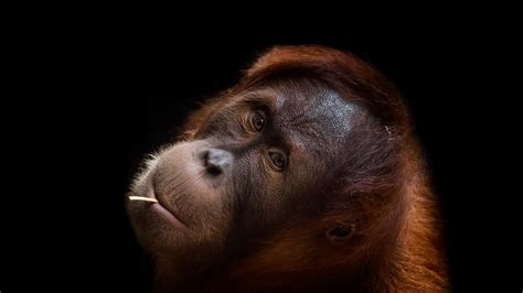 Orangutan Hd Wallpaper Background Image 2560x1440 Id794867