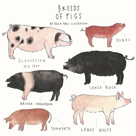 Print Breeds Of Pigs Etsy Ireland