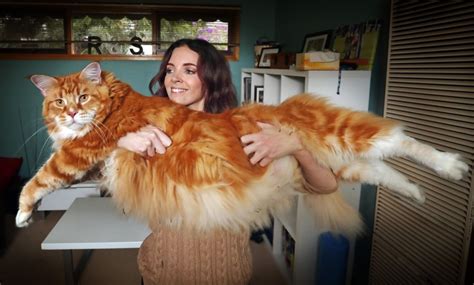 Do you have any questions? Life with a Big Maine Coon Cat - Pet Price List