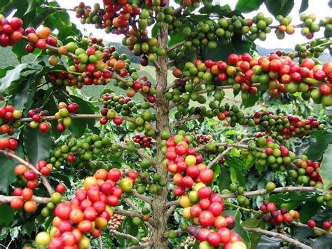 Dwarf Coffee Plant 20 Seeds Tropical Coffee House Plant Etsy In 2021
