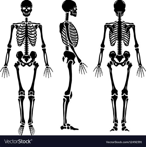 Anatomical Human Skeleton In Three Positions Vector Image