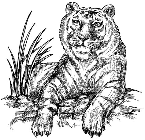 Tiger Coloring Pages Free Coloring Home