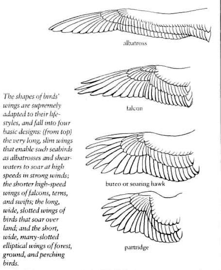 Pin By Teresa Jordan Art On Animal Anatomy Wings Drawing Bird Wings